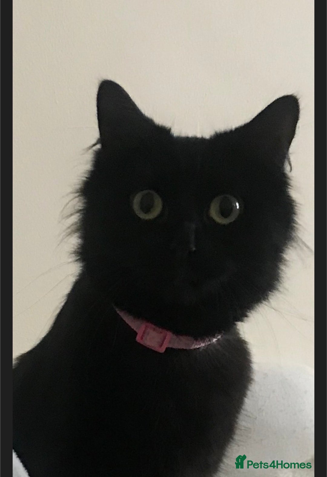 British Shorthair cats for sale: 3 kittens and 2 year old mother ready 4 rehoming  - Advert 4