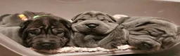 Shar Pei dogs for stud: Big boy Bleu in Sheffield - Advert 11