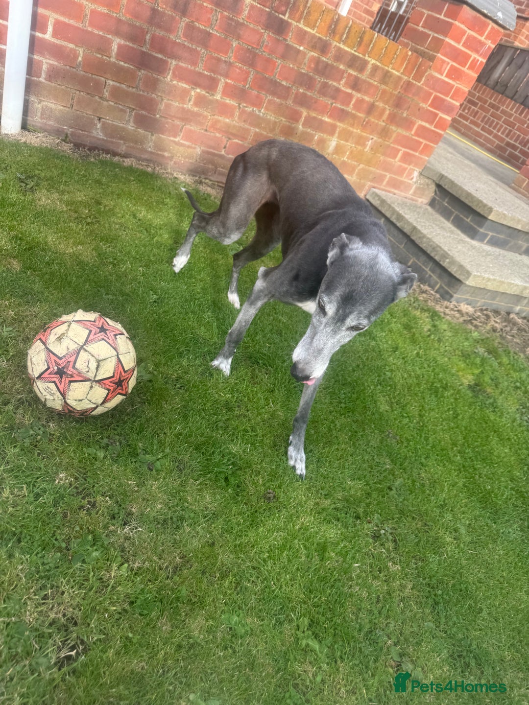 Lurcher dogs for sale: Lurches for sale  - Image 17