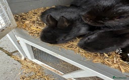 Netherland Dwarf rabbits for sale: Netherland dwarf rabbits for sale  - Image 14