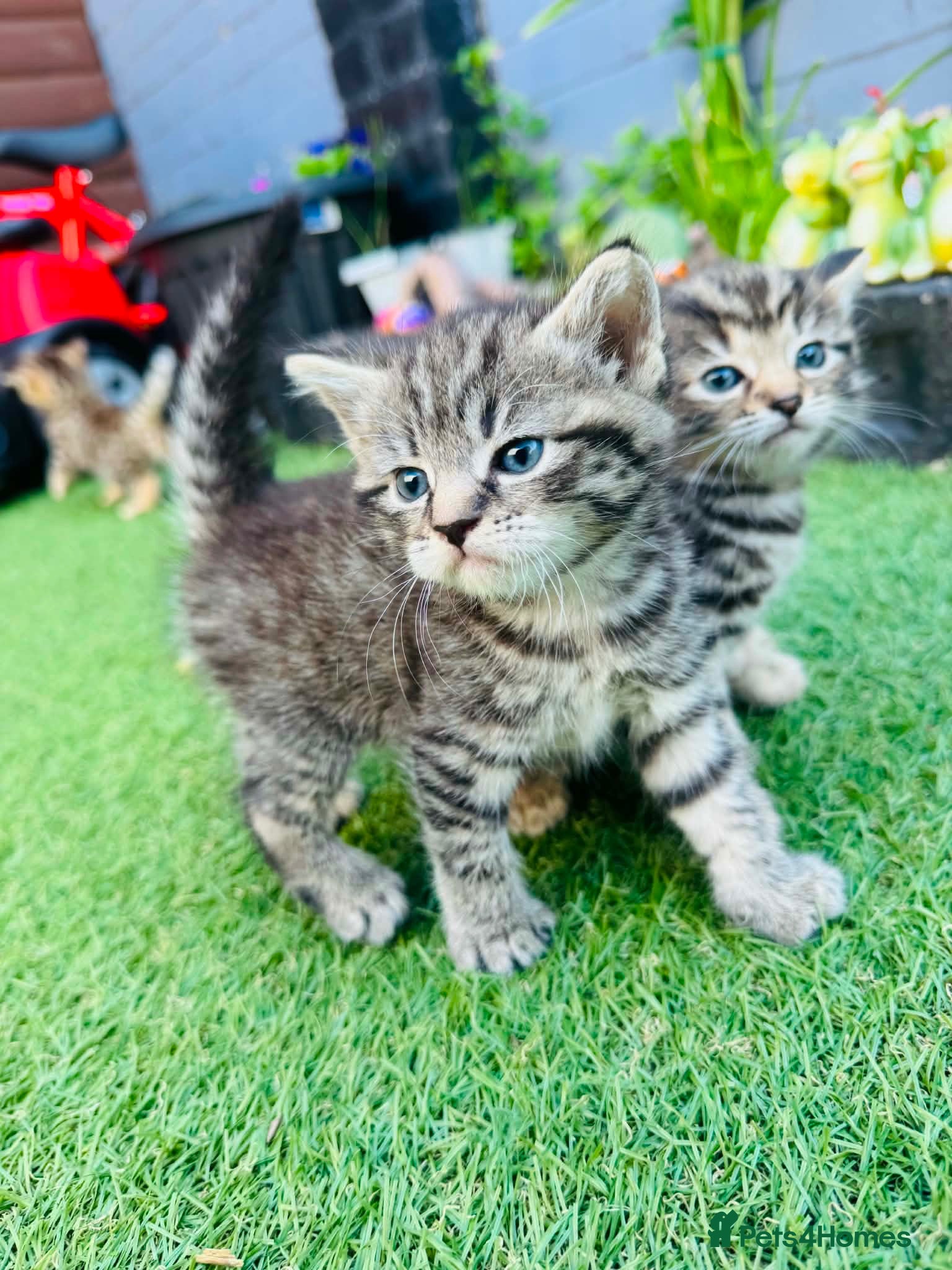 Mixed Breed cats 5 adorable kittens looking for their forever homes - Advert 1