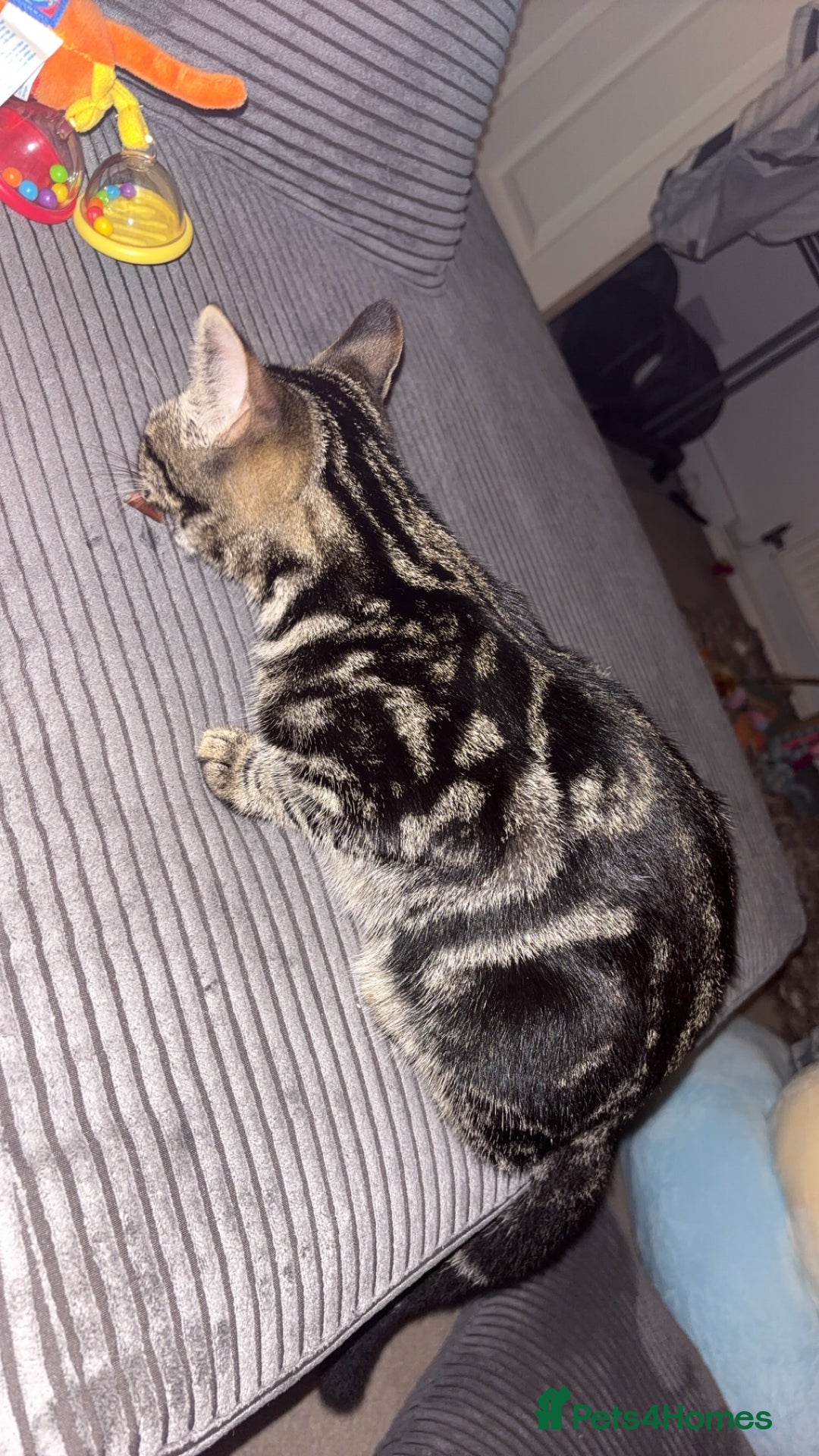 Bengal cats for sale: Milo & Luna 🩵🩷 - Advert 5