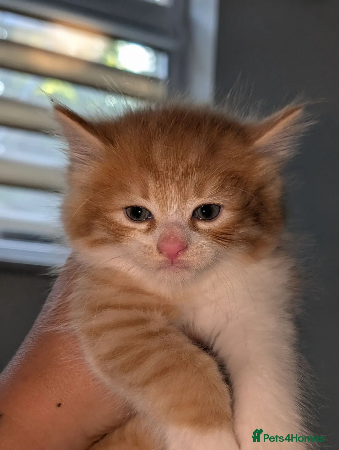 Mixed Breed cats for sale: Maine coon cross kittens  - Advert 1