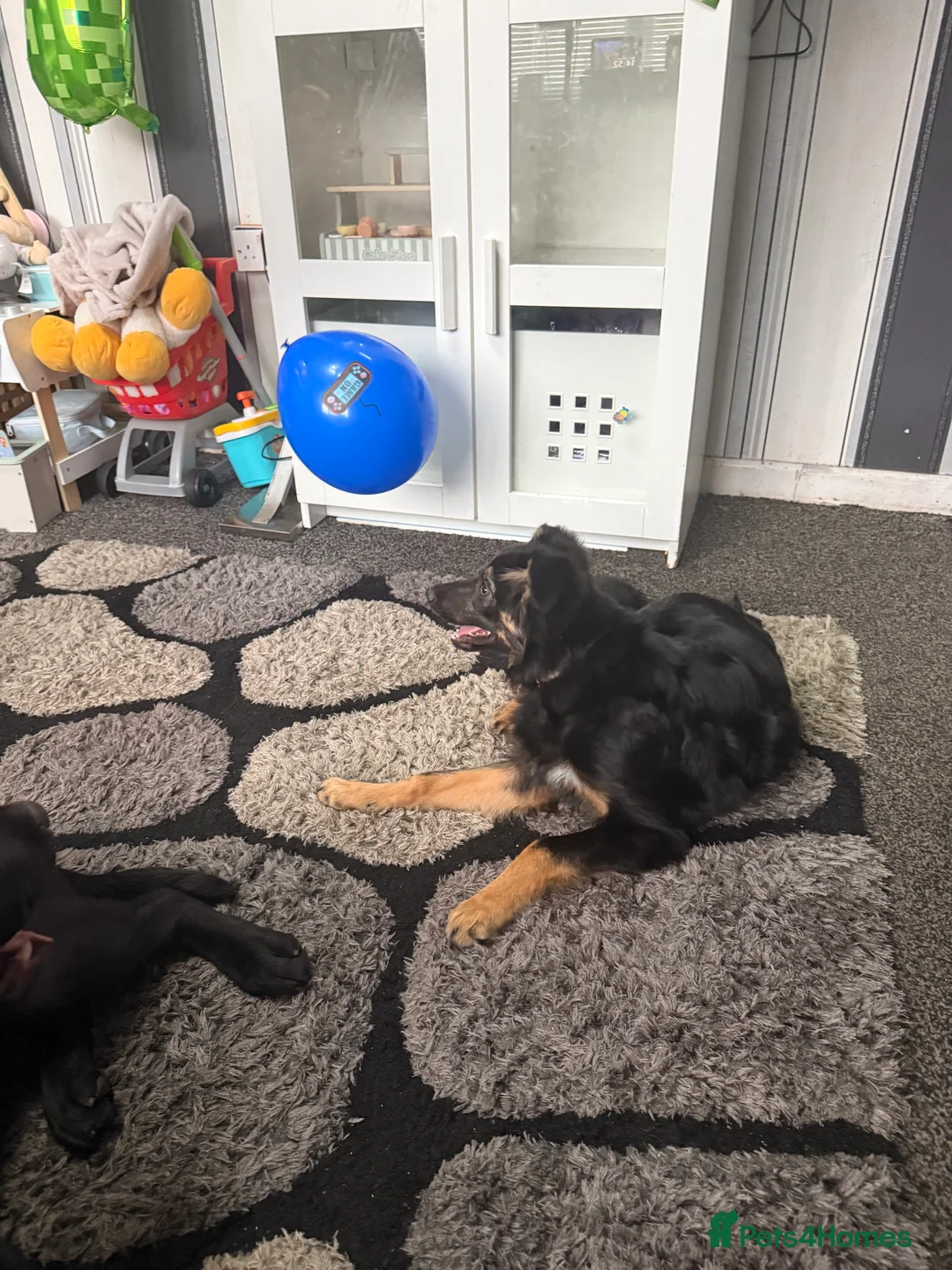 Border Collie dogs for sale: Collie Boy - Advert 4