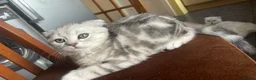 Scottish Fold cats for sale: Scottish Fold/Straight - Advert 12