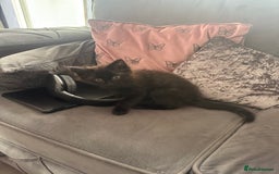 Maine Coon cats for sale: 1 Black Female Main Coon Cross Kitten  - Image 1