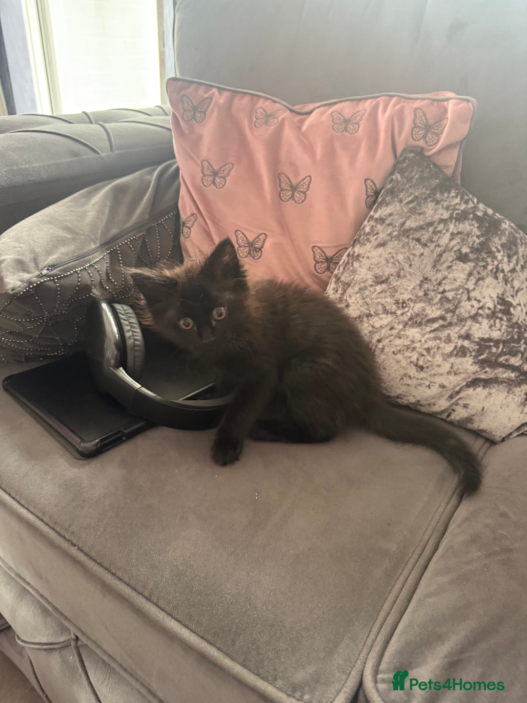 Maine Coon cats for sale: 1 Black Female Main Coon Cross Kitten  - Image 1
