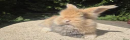 Angora rabbits for sale: 🩷 FULL FACE ANGORA BABIES- PARENTS FROM🇫🇷 - Advert 8