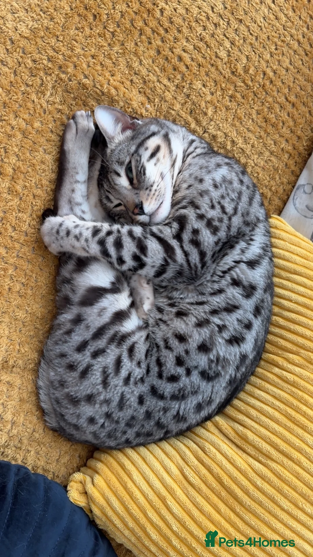 Bengal cats for sale: Neo the Bengal - Advert 10