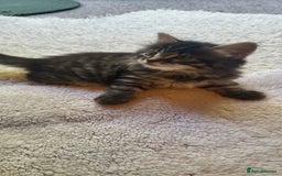 Mixed Breed cats for sale: Lovely kittens Looking for new Homes  - Image 38