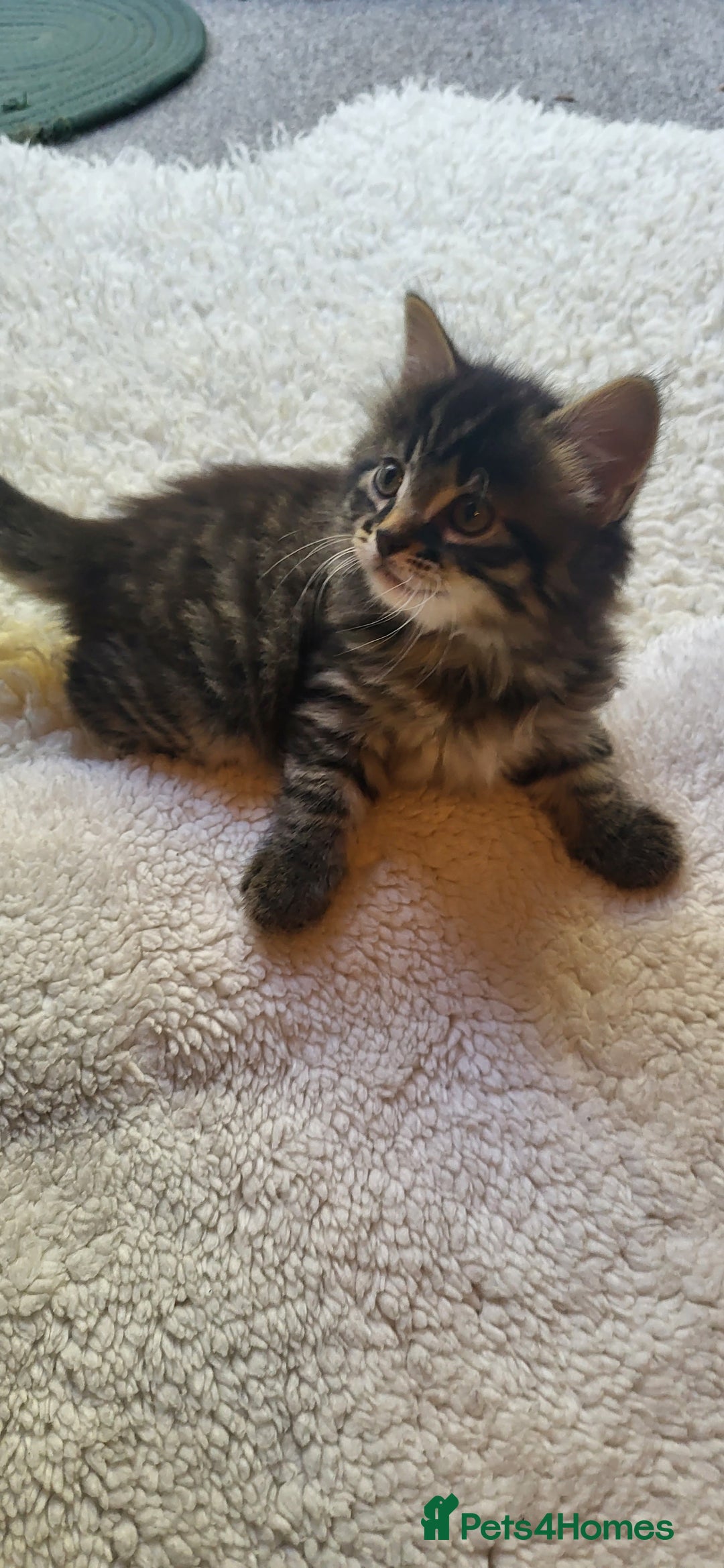 Mixed Breed cats for sale: Lovely kittens Looking for new Homes  - Image 38