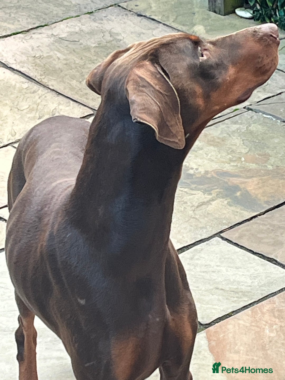Dobermann dogs for sale: female pure breed chocolate Doberman for sale.  - Image 2