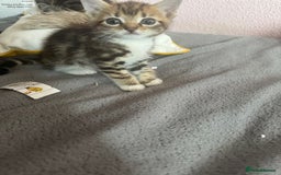 Mixed Breed cats for sale: Adorable kittens  - Image 12