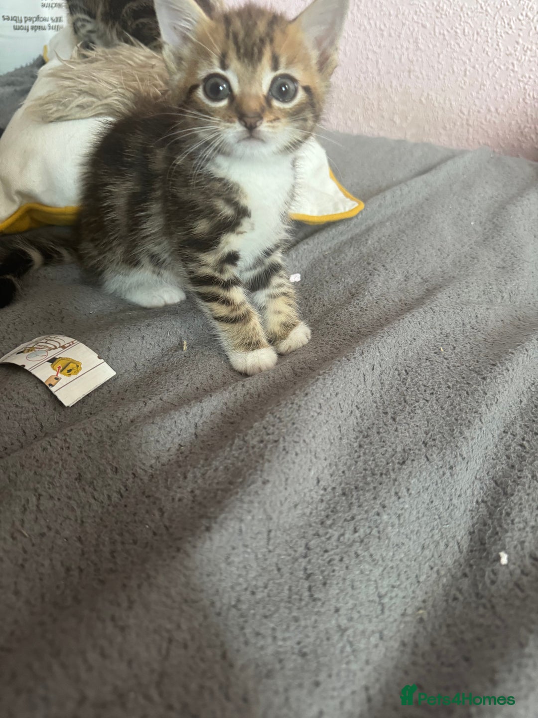 Mixed Breed cats for sale: Adorable kittens  - Image 12