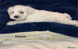 Miniature Schnauzer dogs for sale: Kc Reg-health Tested white Male 1st Quality  - Image 8