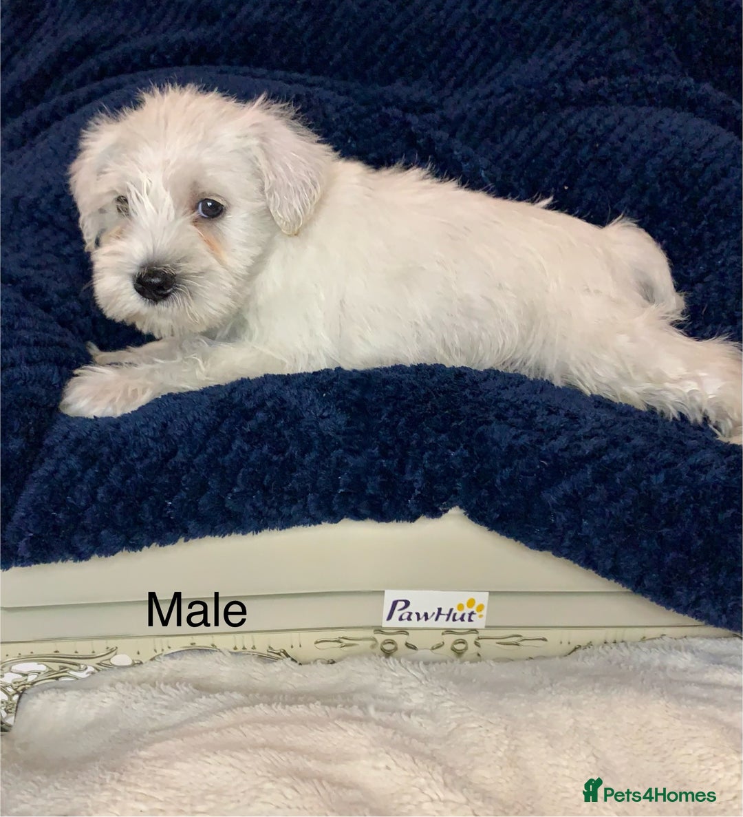 Miniature Schnauzer dogs for sale: Kc Reg-health Tested white Male 1st Quality  - Image 8