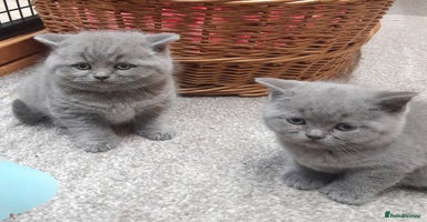 British Shorthair cats - Advert 2