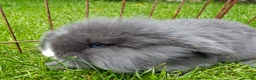 Mixed Breed rabbits for sale: 4 lovely minilop lionhead rabbits  - Advert 17