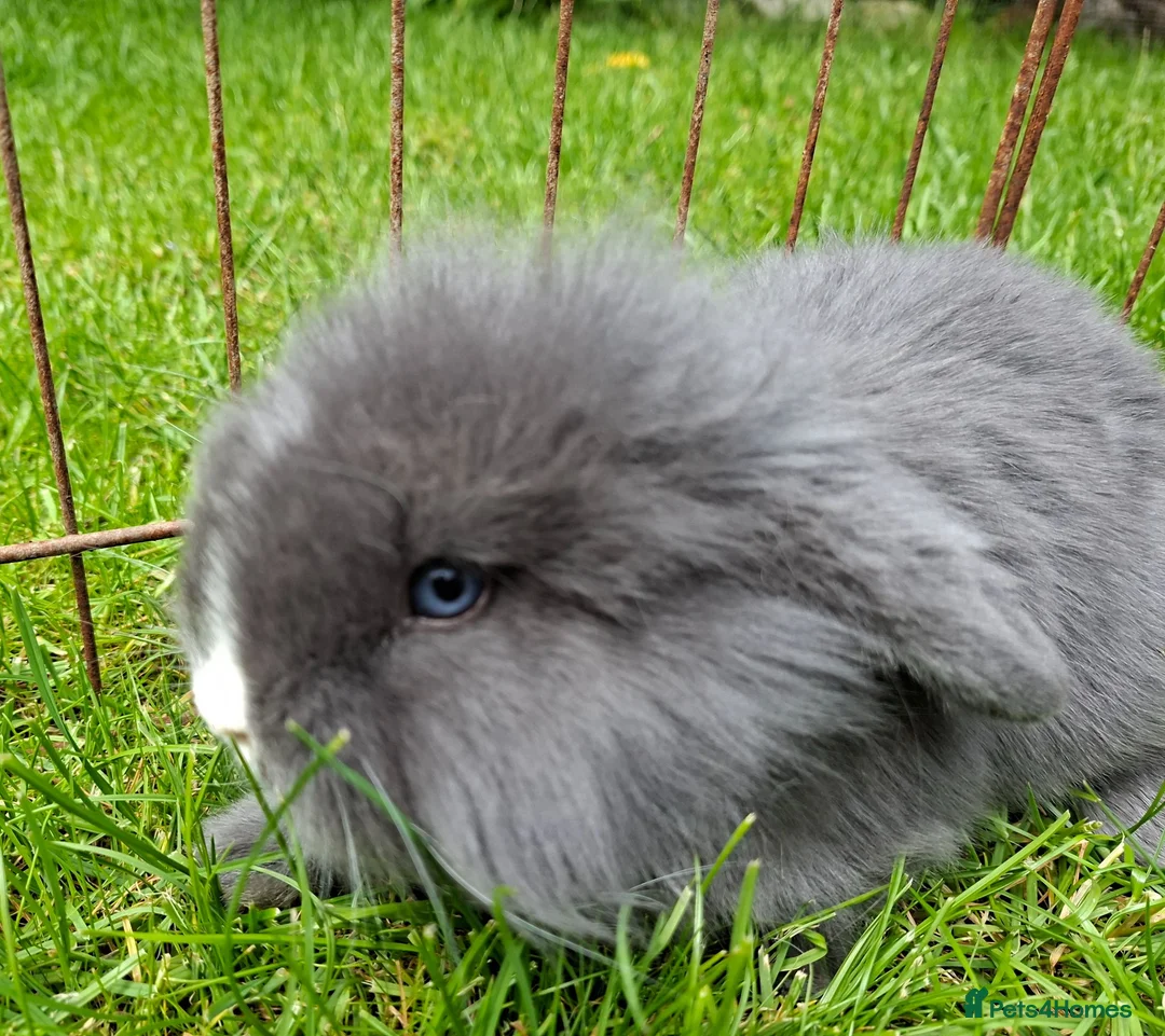 Mixed Breed rabbits for sale: ovely minilop lionhead rabbit - Advert 6