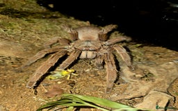Spiders invertebrates for sale: Tarantulas For Sale  - Advert 7