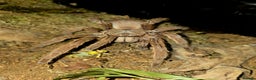 Spiders invertebrates for sale: Tarantulas For Sale Amazing collection  - Advert 7