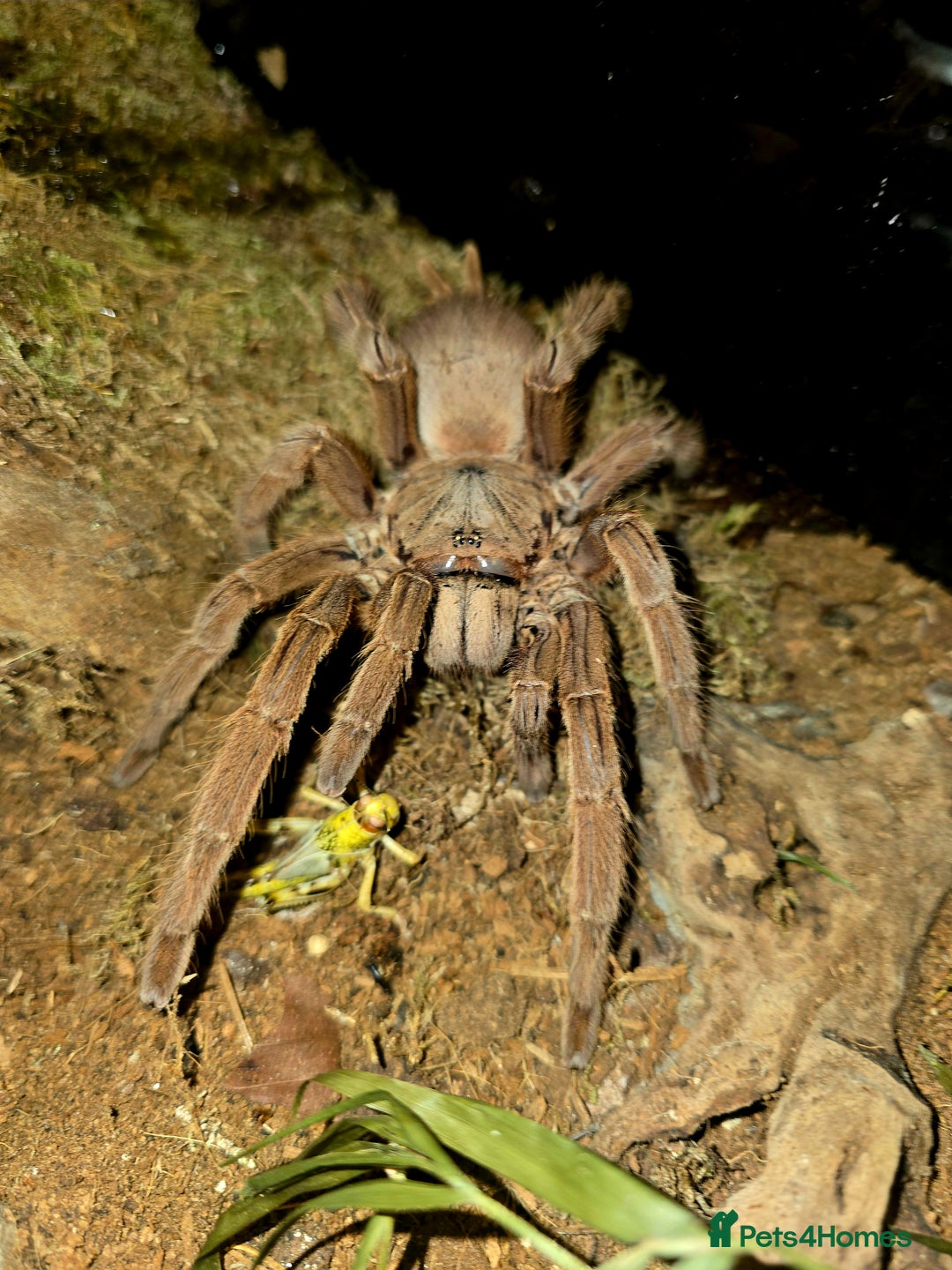 Spiders invertebrates for sale: Tarantulas For Sale  - Advert 7