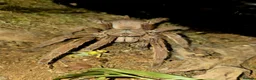 Spiders invertebrates for sale: Tarantulas For Sale Amazing collection  - Advert 7