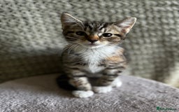 British Shorthair cats for sale: British Shorthair Kittens -Ready for Loving Homes  - Image 15