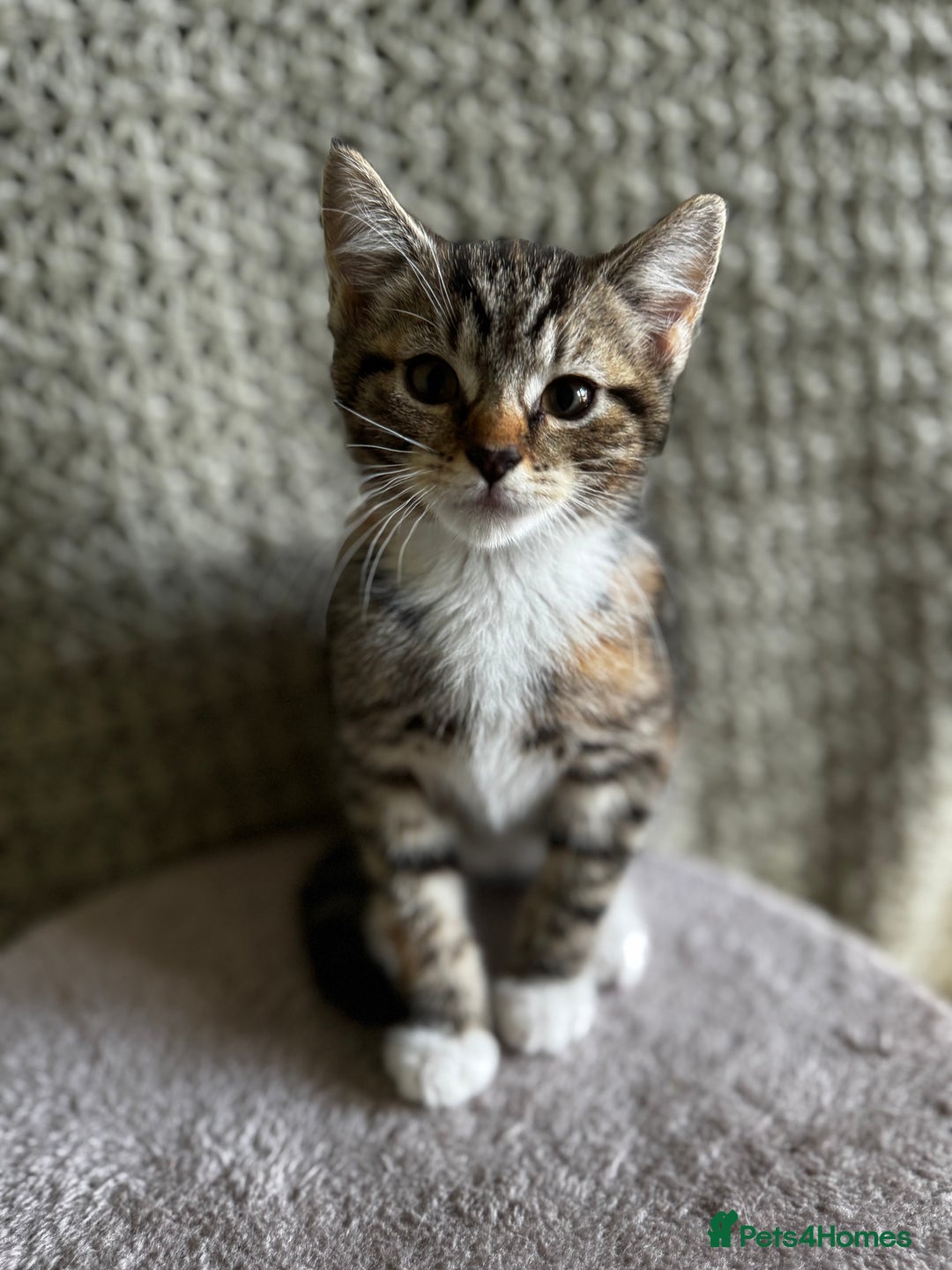 British Shorthair cats for sale: British Shorthair Kittens -Ready for Loving Homes  - Image 15