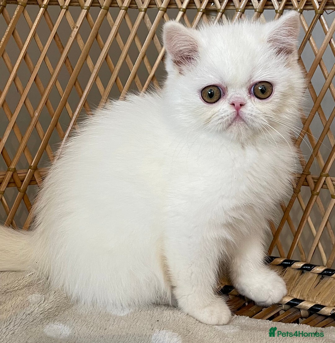 Exotic cats for sale: ❤️Stunning Exotic Shorthair & Longhair Kittens❤️  - Image 29