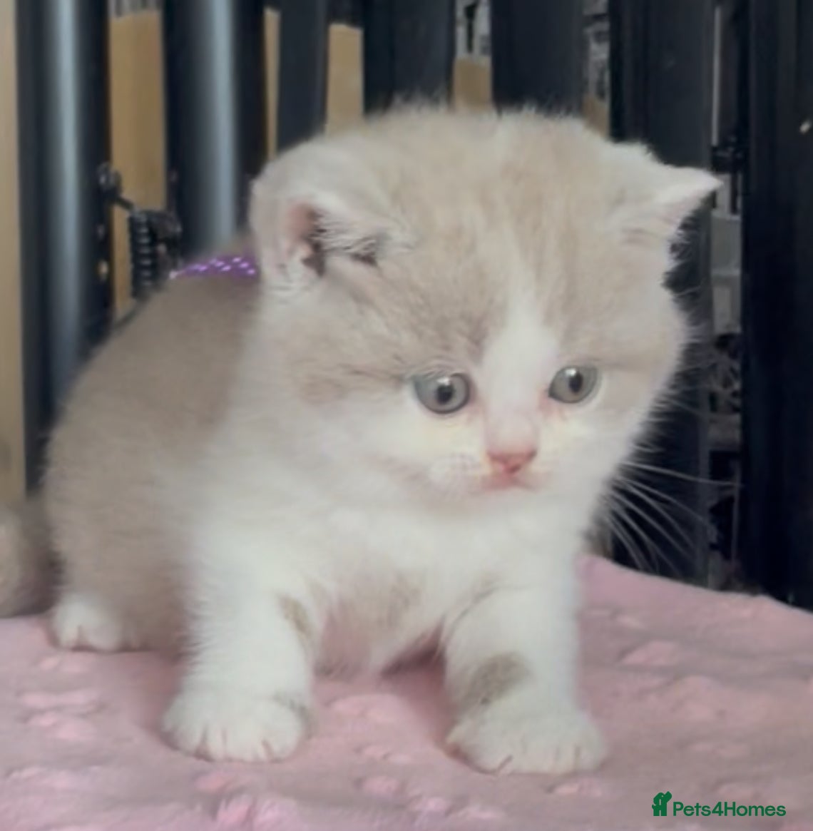 British Shorthair cats for sale: Beautiful BSH Champion line Kittens  - Advert 28