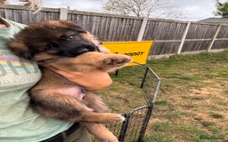 German Shepherd dogs for sale: Last stunning male puppy available  - Image 12