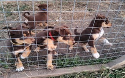 Mixed Breed dogs for sale: Kelpiexcollie puppies - Image 4