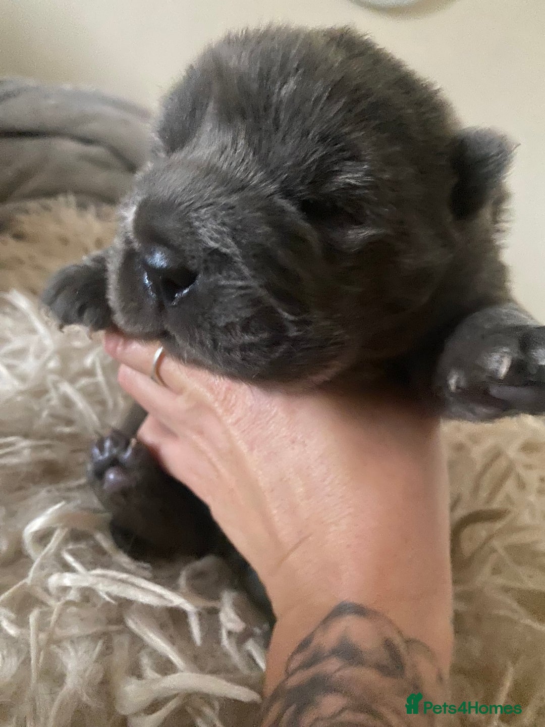 Shar Pei dogs for sale: Bear coat shar pei blue girl  - Advert 8