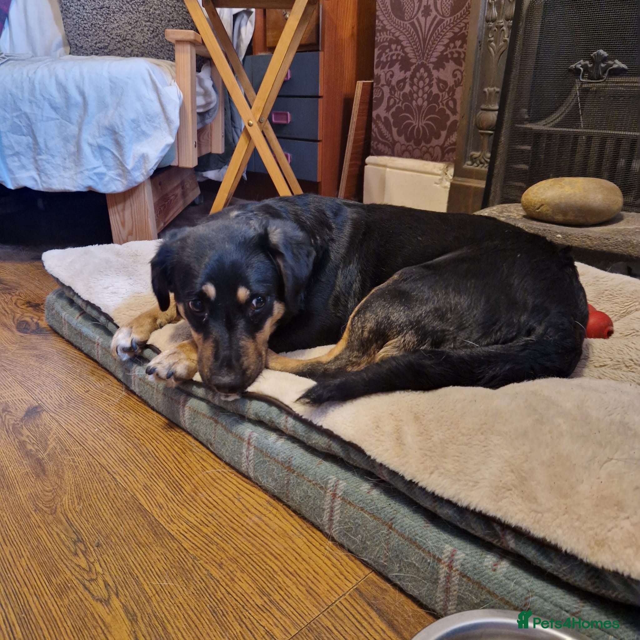 Pammy — Mixed Breed