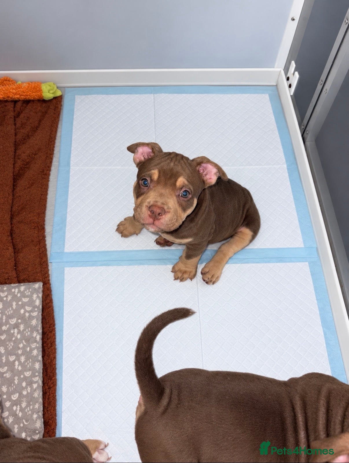 American Bully dogs American pocket bullies - Advert 2