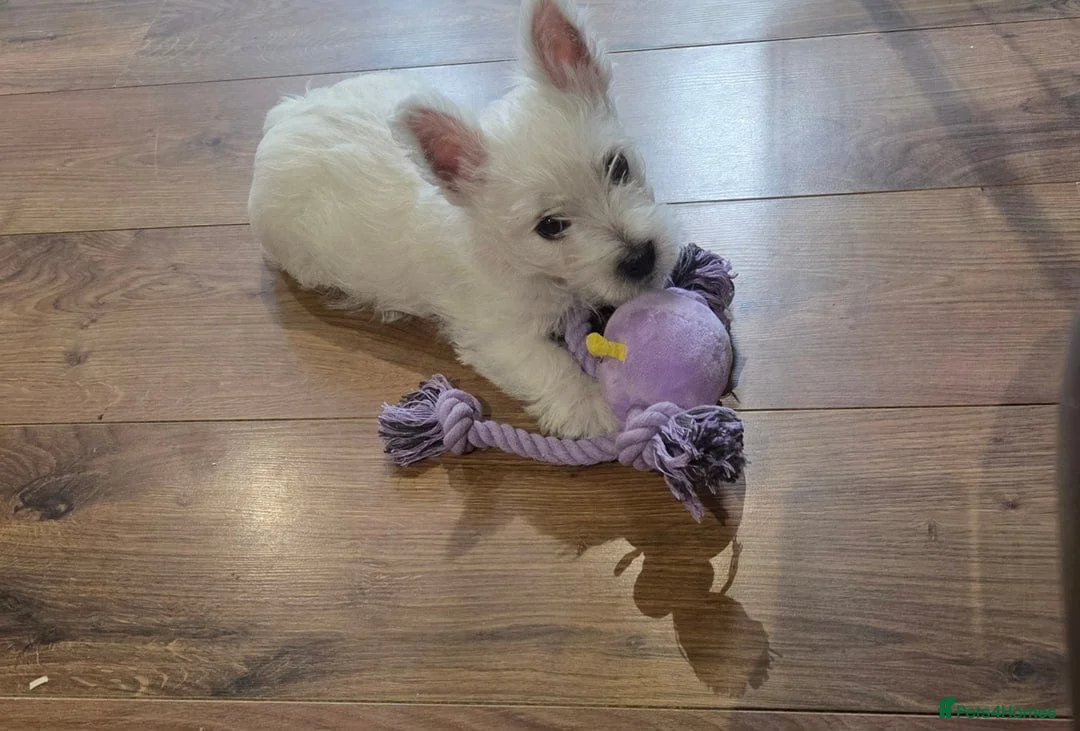 West Highland Terrier dogs for sale: WEST HIGHLAND PUPPIES AVAILABLE TODAY in Littleborough - Advert 2
