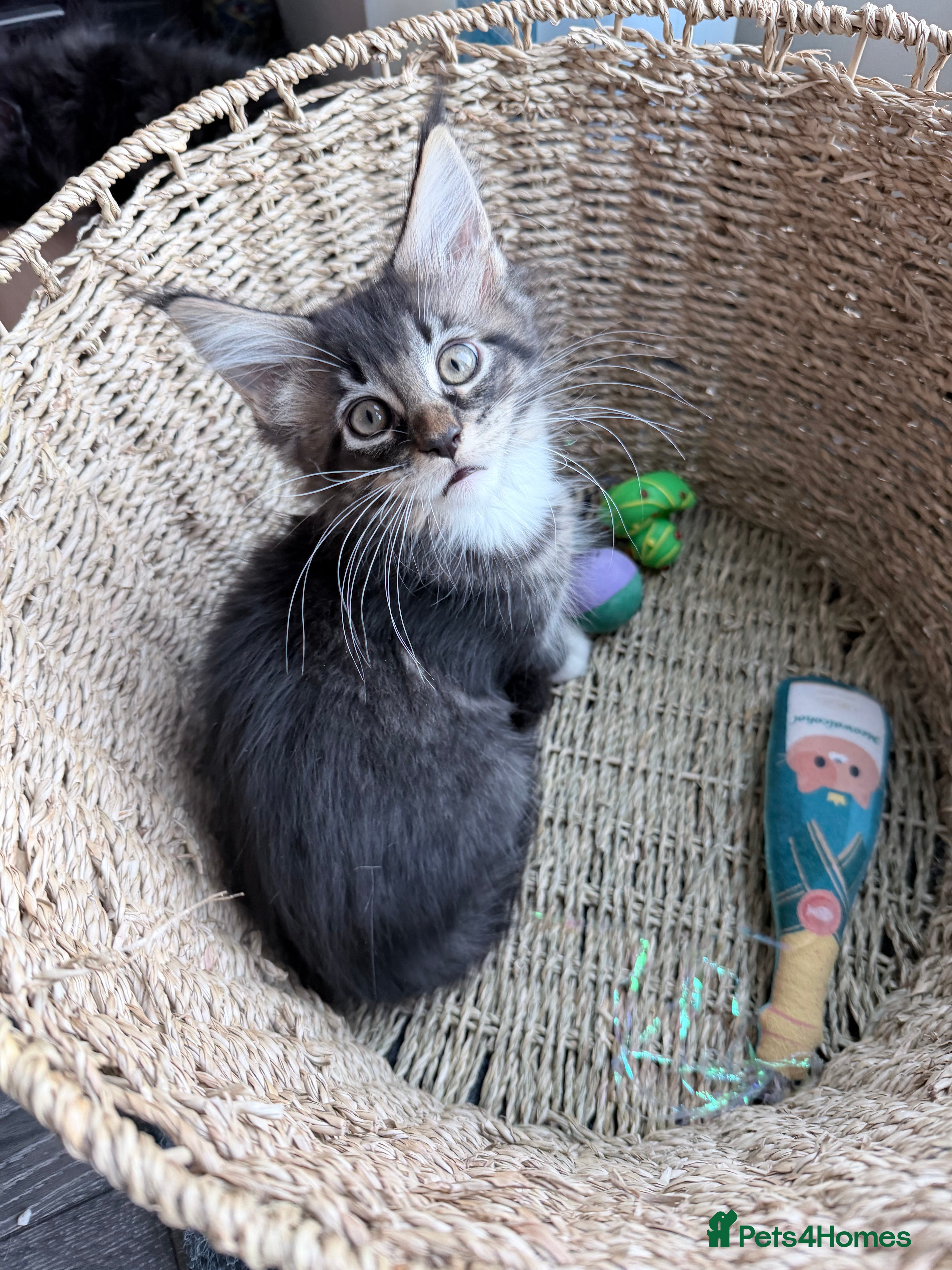 Maine Coon cats TICA reg adorable Maine Coon baby kittens  - Advert 5