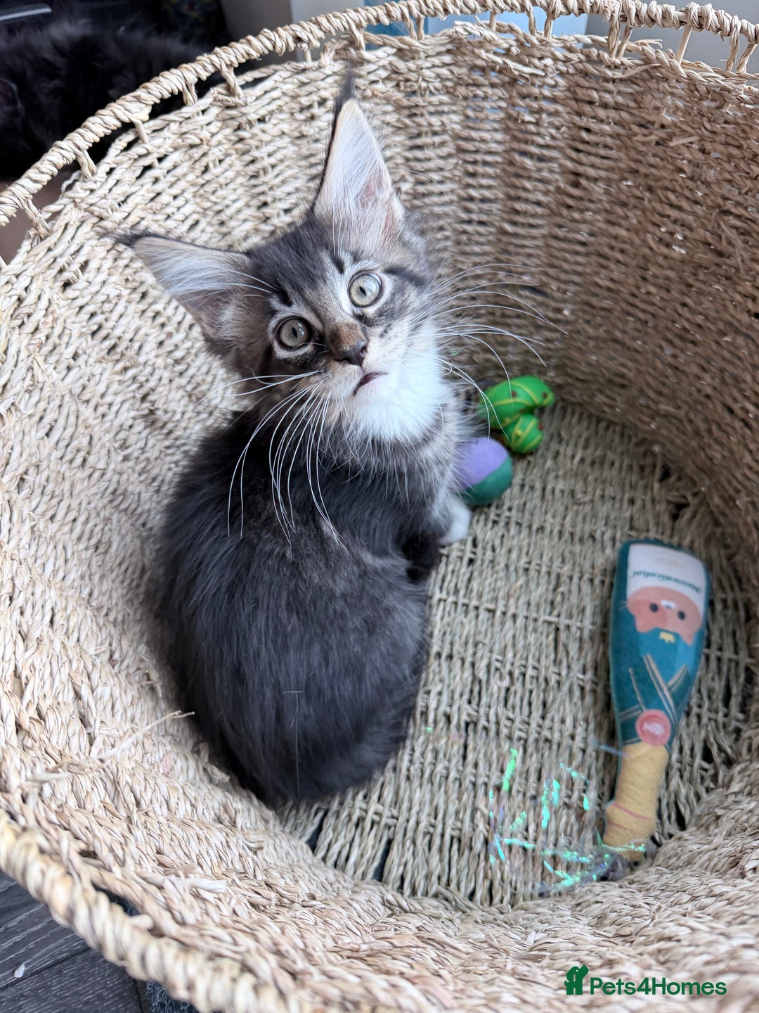 Maine Coon cats for sale: TICA reg adorable Maine Coon baby kittens  - Advert 1