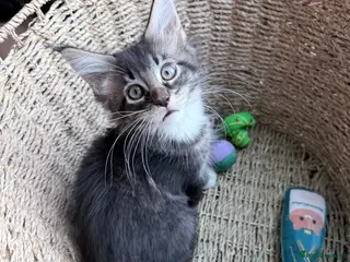 Maine Coon cats TICA reg adorable Maine Coon baby kittens - Advert 8