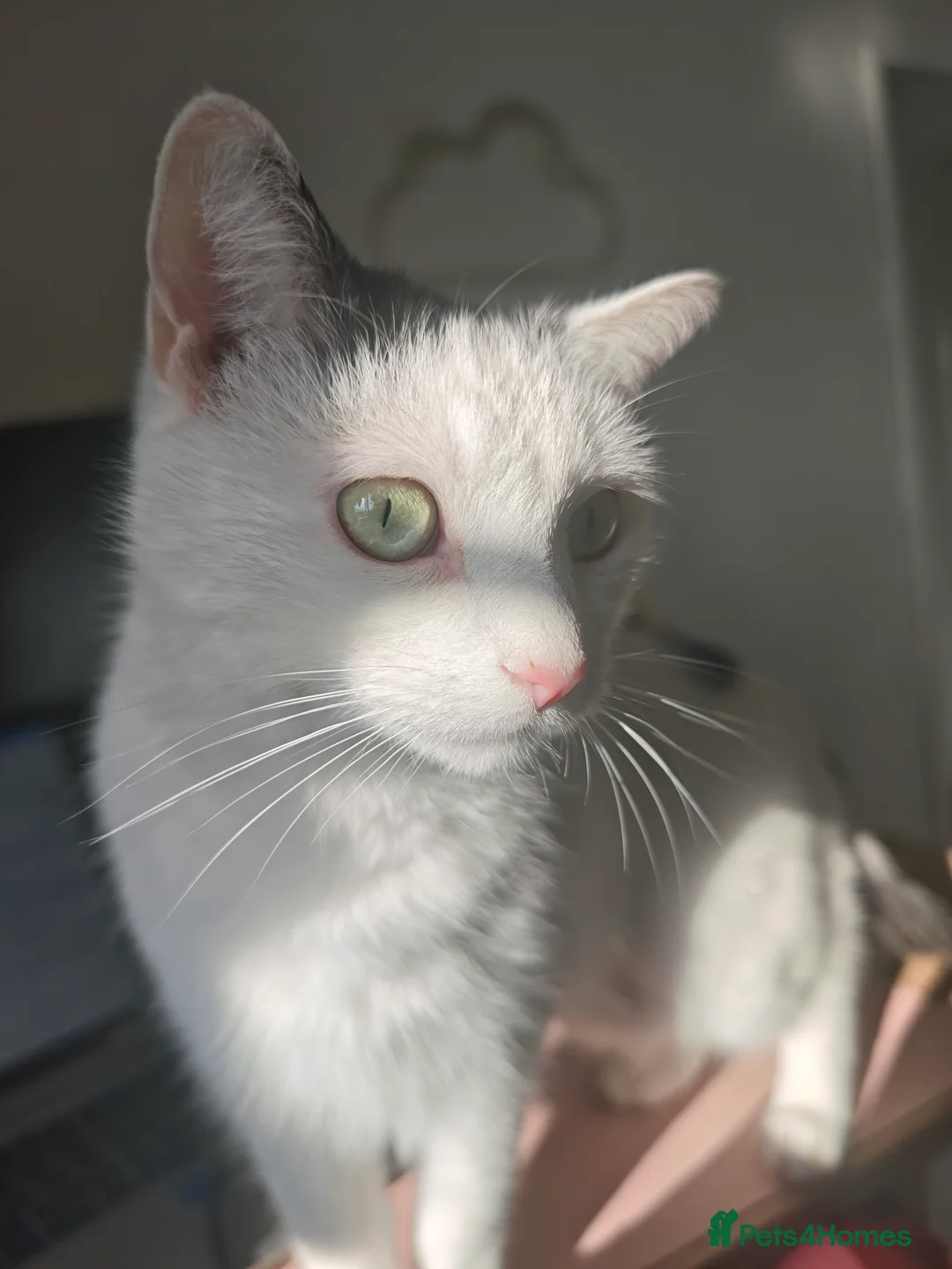 Mixed Breed cats for adoption: Loving Playful Beautiful Girl Mixed Breed  in Romford - Advert 2
