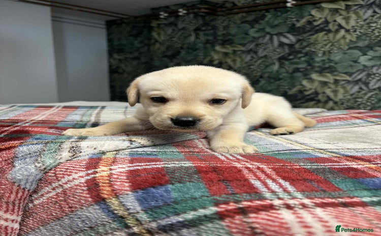 Labrador Retriever dogs - Advert 5