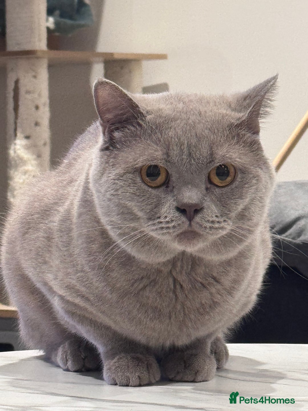 British Shorthair cats for sale: 2 BSH cat for sale - Advert 6
