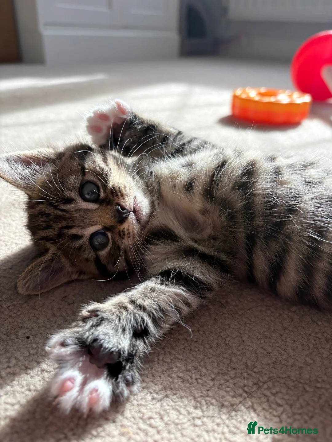 Mixed Breed cats for sale: Beautiful, friendly tabby kittens  - Advert 2