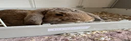 Mixed Breed rabbits for sale: Two female bunnies looking for a new home in Fareham - Advert 6