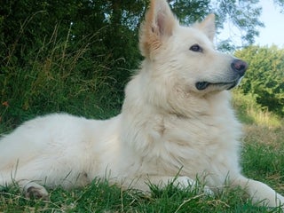 German Shepherd dogs Stunning German Shepherd Stud dog - Advert 2