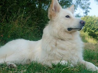 German Shepherd dogs Stunning German Shepherd Stud dog - Advert 9