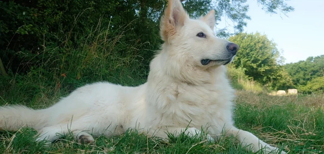 German Shepherd dogs for stud: Stunning German Shepherd Stud dog - Advert 2