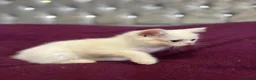 British Shorthair cats for sale: Gccf British Shorthair kittens  - Advert 20