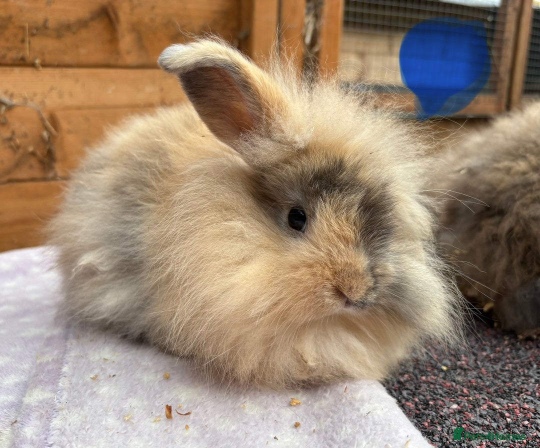 Mini Lop rabbits for sale: Male baby rabbits ready to go now  - Image 4